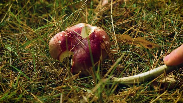 Poisonous mushroom touching with stick danger for life risk of poisoning in radioactive zone. Toxic toadstool poking with branch threat of intoxication in contaminated forest. Dangerous fungus