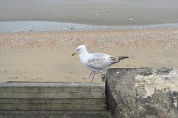 Juvenile herring gull doing a funny walk along the wooden wall by the sandy beach