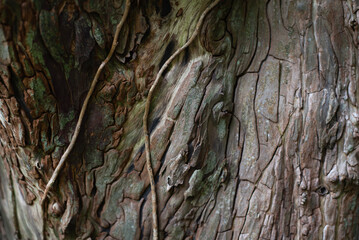A detailed close-up of rough tree bark featuring creeping vines and multicolored textures, highlighting natural patterns, earthy tones, aged wood