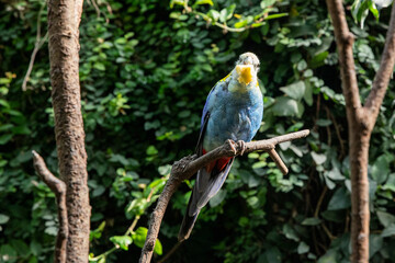 Parrot with blue wings and red tail eating fruit. Funny bird