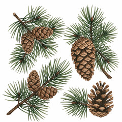 Watercolor Pine Cones and Evergreen Branches