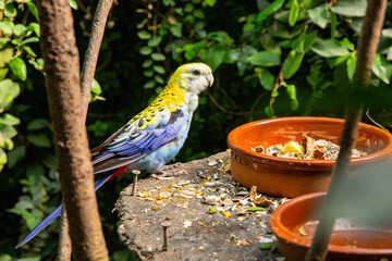 Vibrant parrot with yellow and blue feathers eating