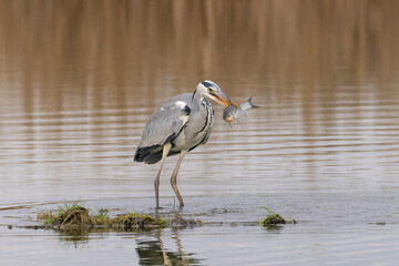Graureiher mit Fisch