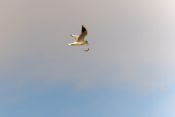 Möwe im Flug verliert einen Fisch