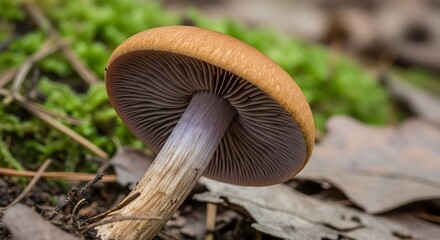 Close-up of a vibrant mushroom with a brown cap and purple gills in its natural habitat.