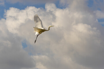 Silberreiher im Flug