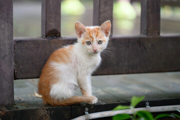 The kitten gazes at the camera during an outdoor shoot.