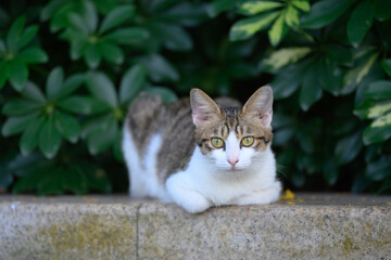 The cat is lying down to rest.