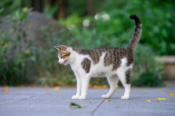 The cat strolls through the garden.