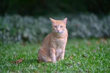 The cat sits on the grass.