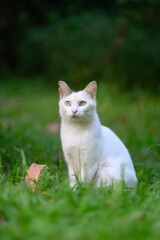 The cat sits on the grass.