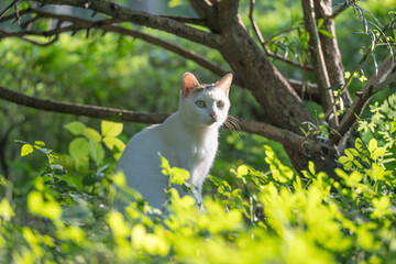 The cat sits among the plants.