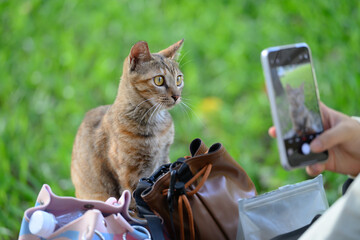 Outdoors, taking photos of cats with your phone