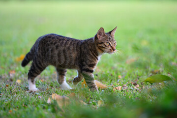 The cat strolls through the garden.