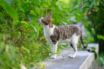The cat strolls through the garden.