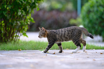 The cat strolls through the garden.