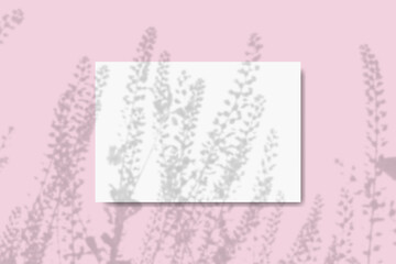 Natural light casts the shadow of field grass on a horizontal sheet of textured white paper on a pink table background. Mockup