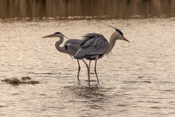 zwei tanzende Graureiher