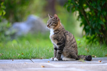 The cat sits on the ground outdoors.