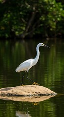 Elegant egret on a rock reflecting in tranquil water a serene nature scene