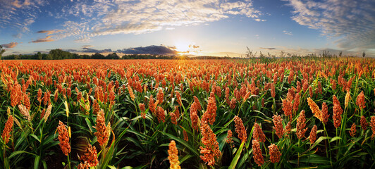 Sorghum field at dramatic yellow sunset, Agriculture landscape