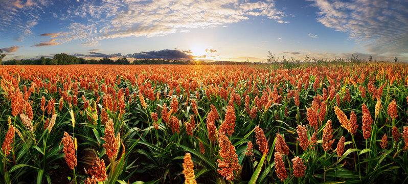 Fototapeta Sorghum field at dramatic yellow sunset, Agriculture landscape