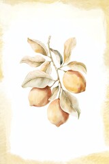 Botanical watercolor painting of a lemon tree. Composition of lemons and leaves on a white background with a soft frame.