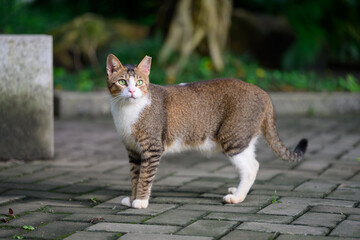 The cat is taking a stroll in the park.