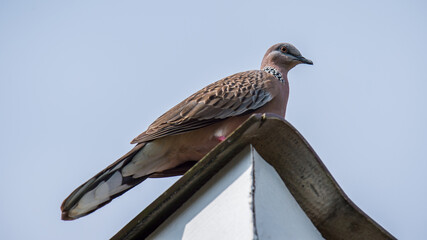 Spotted dove perching on roof against clear sky