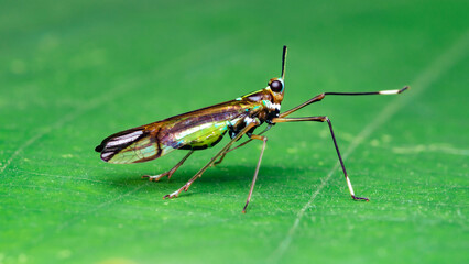 Fototapeta premium Colorful insect standing on a green leaf outdoors