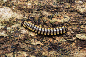 Millipede crawling on aged tree bark texture