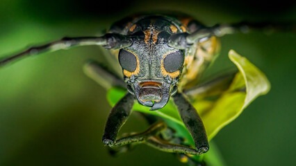 Longhorn beetle head looking directly at camera