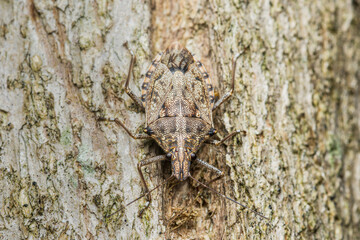 Stink bug camouflaging on rough tree bark