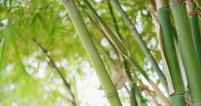 Explore serene beauty of bamboo growth in a lush forest setting through captivating .