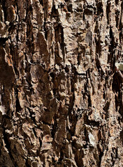 梅の木　樹皮
Plum tree bark