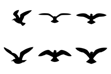silhouette of of seagulls soaring in the sky