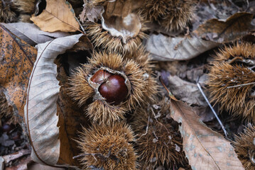 close up of chestnuts