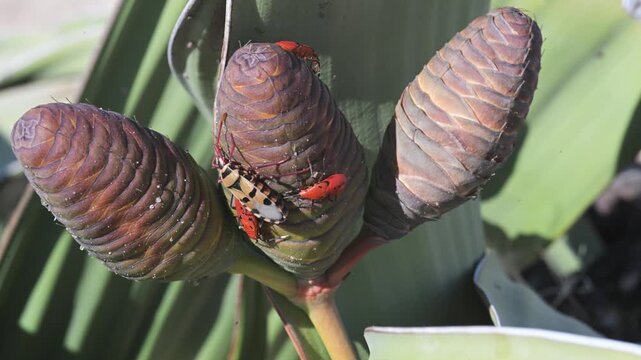 Probergrothius sexpunctatus on Welwitschia mirabilis.   extreme  conditions, Namib desert, tolerating high heat and low precipitation. family Welwitschiaceae, 

