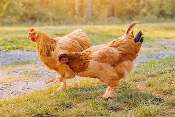 Chickens pecking for food on grass and gravel in a farm setting, with more poultry in the background