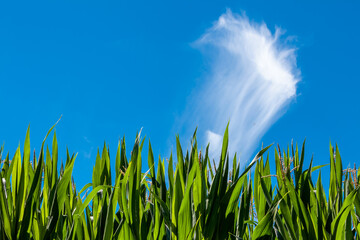 Obraz premium Tall green corn plants reach toward a vivid blue sky, crowned by a wispy cloud plume—an image of summer growth, clarity, and rural serenity.