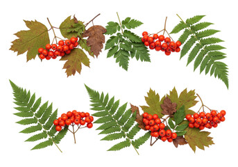Isolated autumn rowan berry clusters with fern leaves, still life arrangement seasonal decor