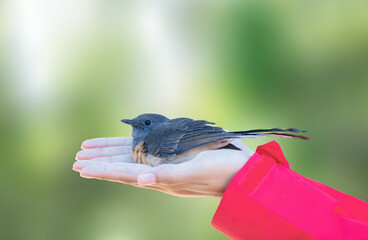 The bird is resting on human hand