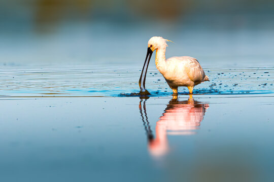 An eurasian spoonbill wading and feeding in shallow reflective water during sunset - Powered by Adobe