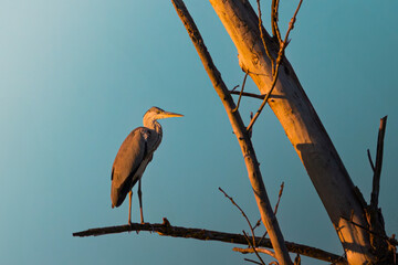Grey heron perched on branch in warm evening light