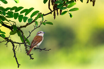 Red-backed shrike perched on a tree branch