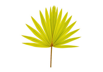 Isolated Yellow Fan Palm Leaf on Stem, Exotic Foliage, Tropical Plant, Decorative Element