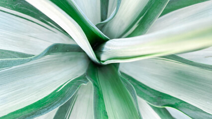 Close-up macro photo of green and white leaves forming an abstract natural pattern, minimal botanical texture for background or design.