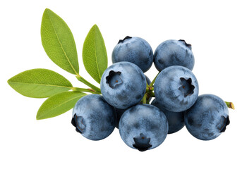 Isolated, blueberries on stem, several berries with leaves, whole fruit against no background