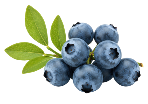 Isolated, blueberries on stem, several berries with leaves, whole fruit against no background