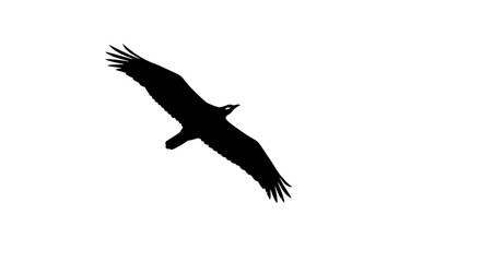 Obraz premium Majestic black bird soaring gracefully across a clear white sky, embodying freedom and power in its expansive flight